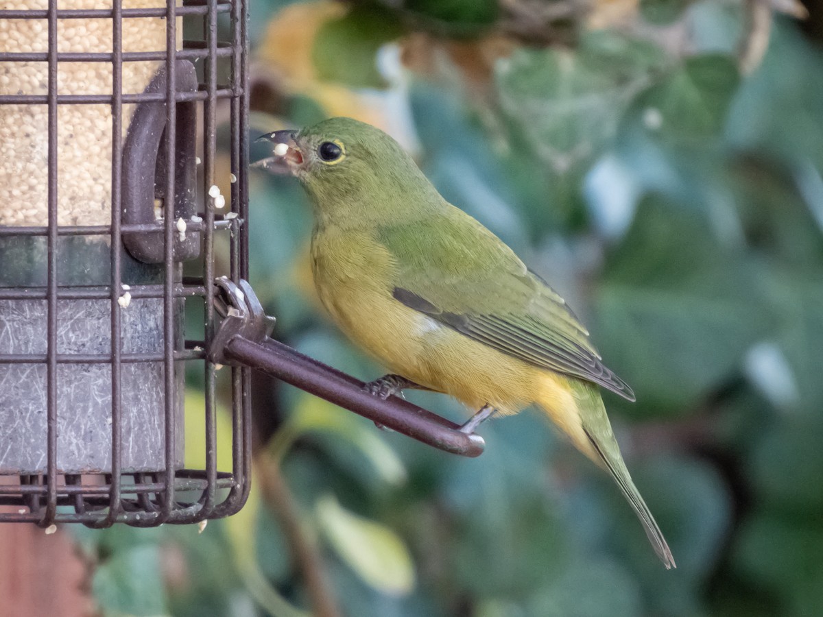 Painted Bunting - ML645787782