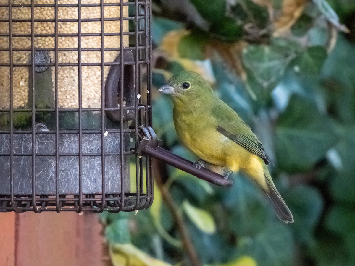 Painted Bunting - ML645787783
