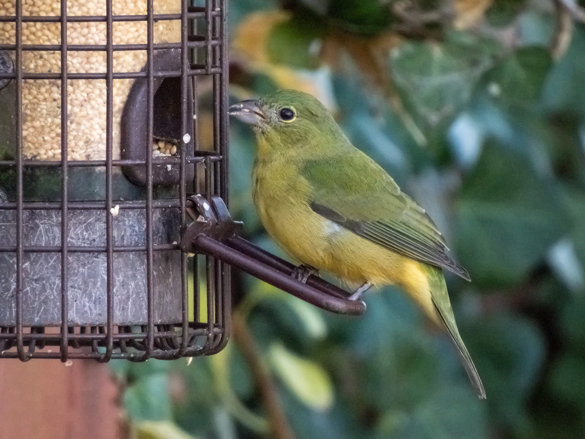 Painted Bunting - ML645787784