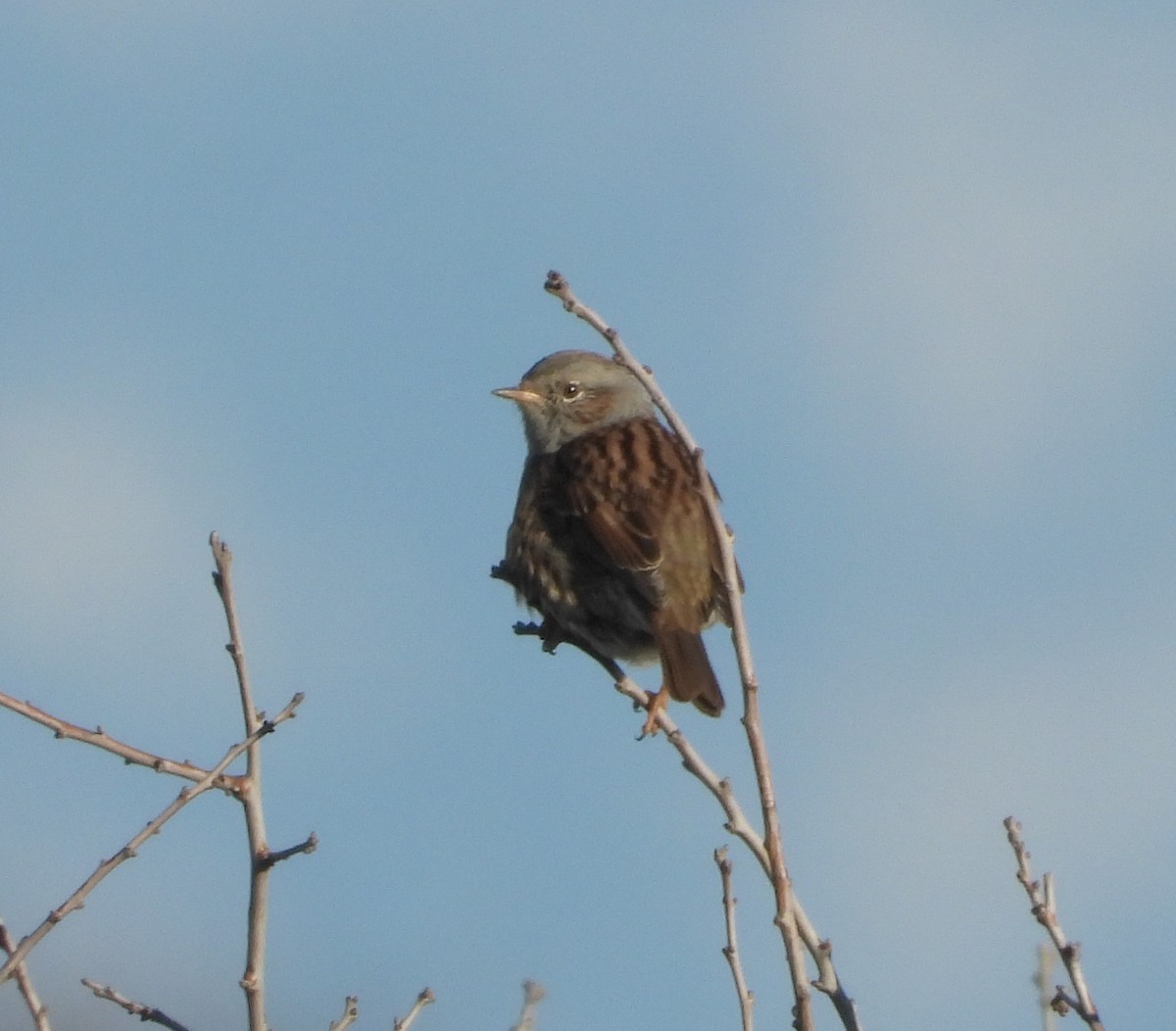 Accenteur mouchet - ML645787788