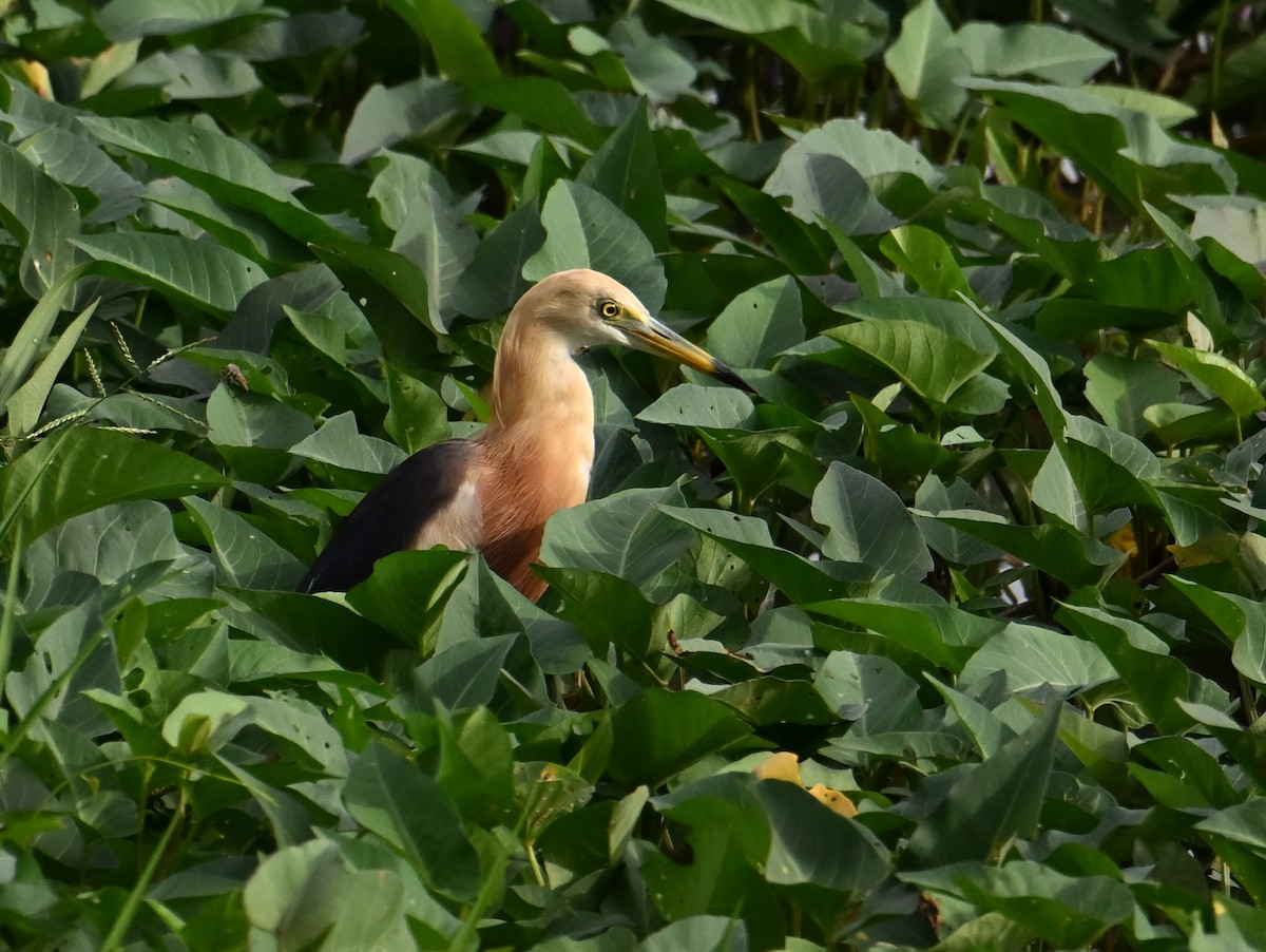 Javan Pond-Heron - ML645787791