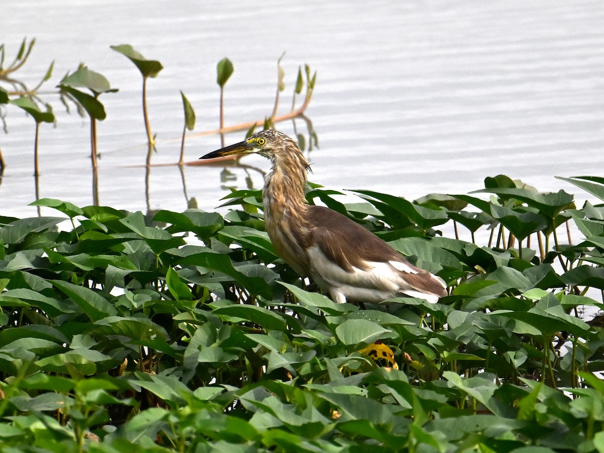Javan Pond-Heron - ML645787792
