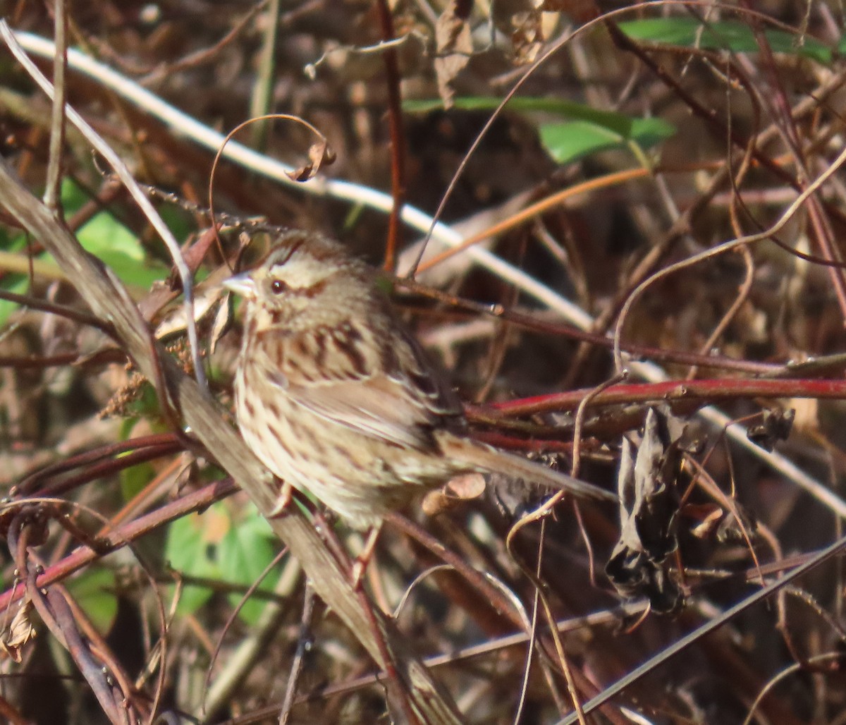Song Sparrow - ML645787794