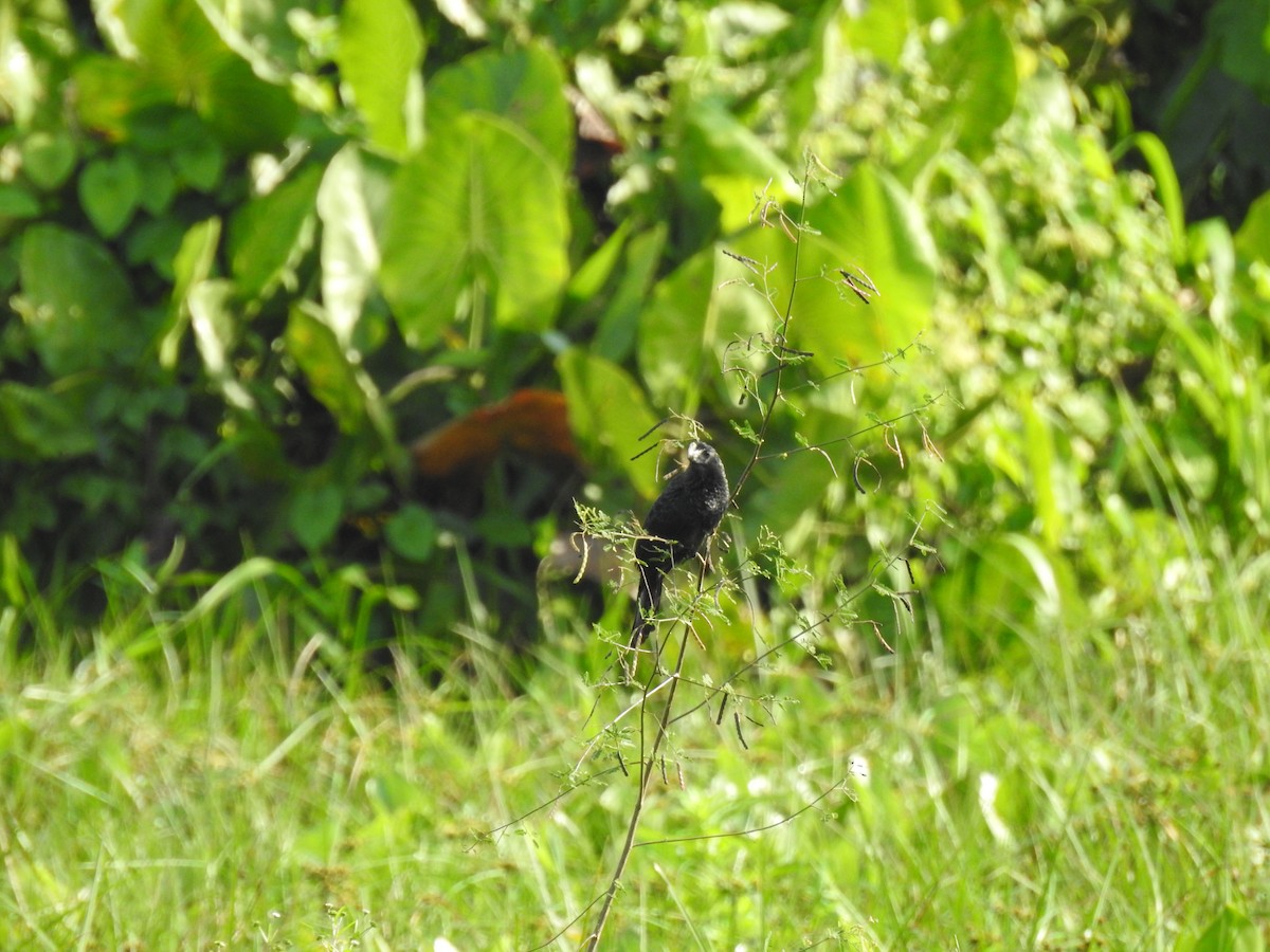 Ані товстодзьобий - ML645787797