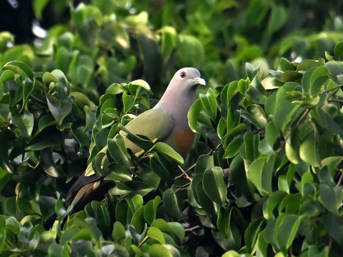 Pink-necked Green-Pigeon - ML645787802