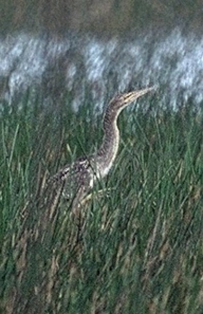 Pinnated Bittern - ML645787803