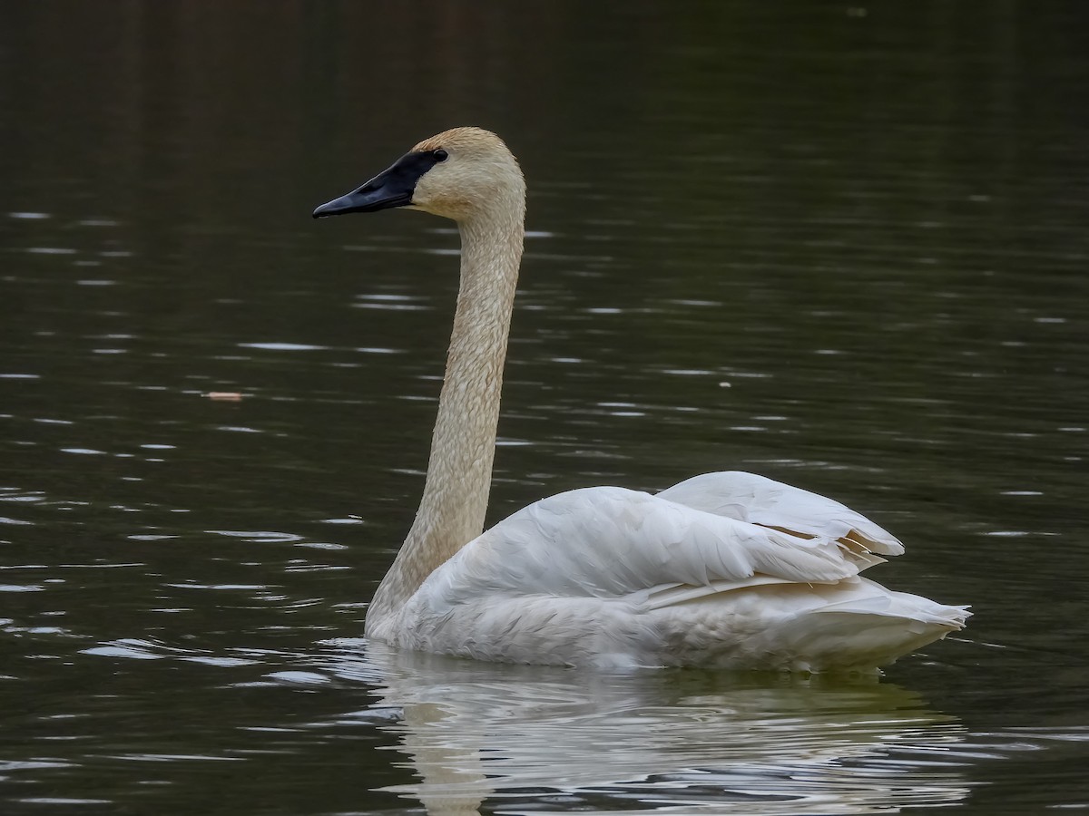 Trumpeter Swan - ML645787804