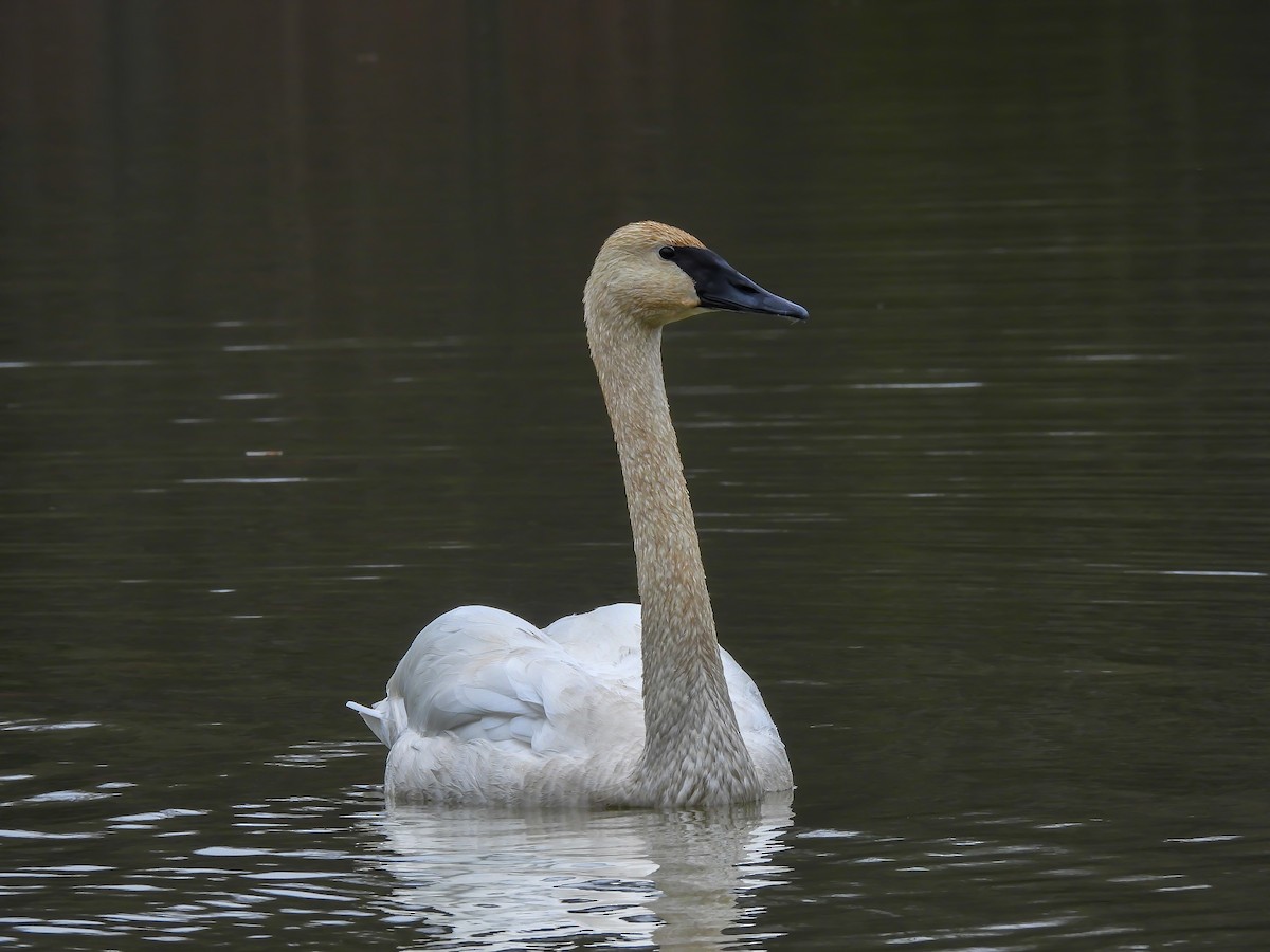 Trumpeter Swan - ML645787805