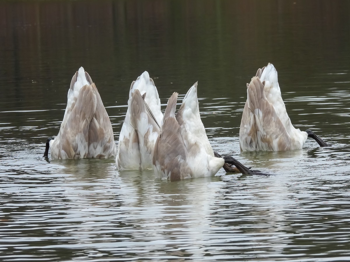 Trumpeter Swan - ML645787806