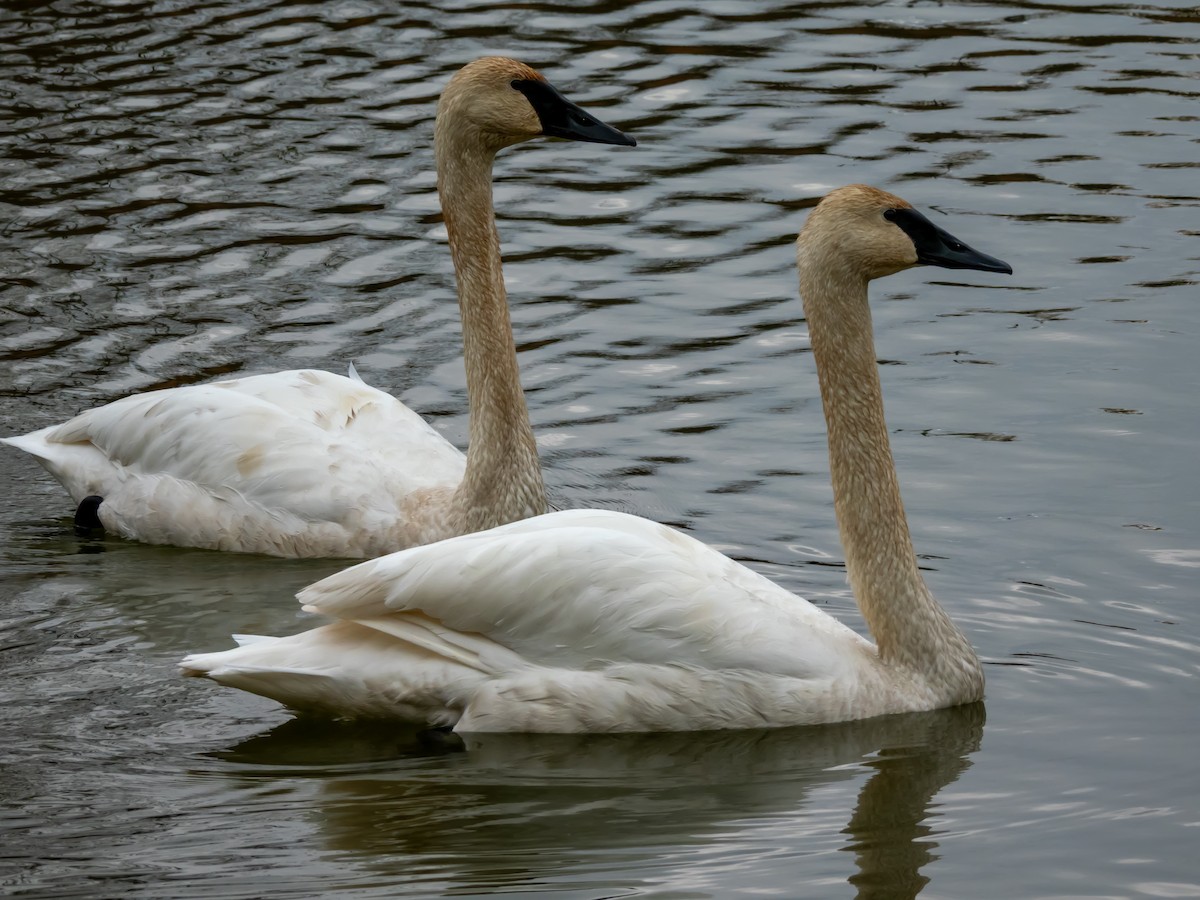Trumpeter Swan - ML645787807