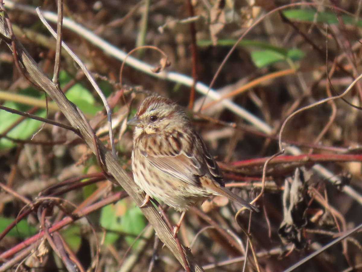Song Sparrow - ML645787811