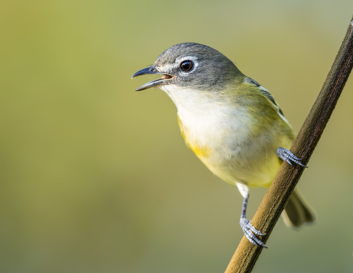 Blue-headed Vireo - ML645787820