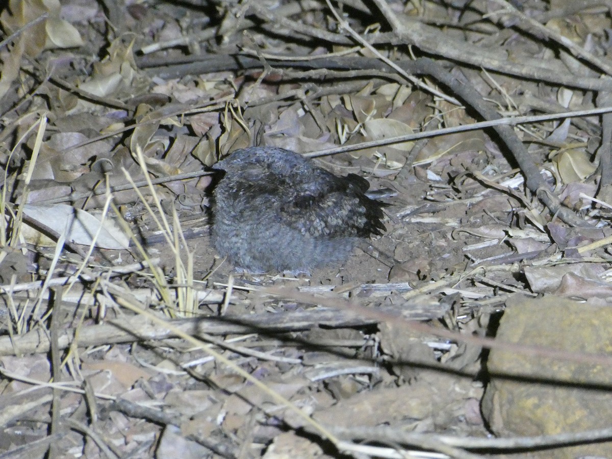 Madagascar Nightjar - ML645787821