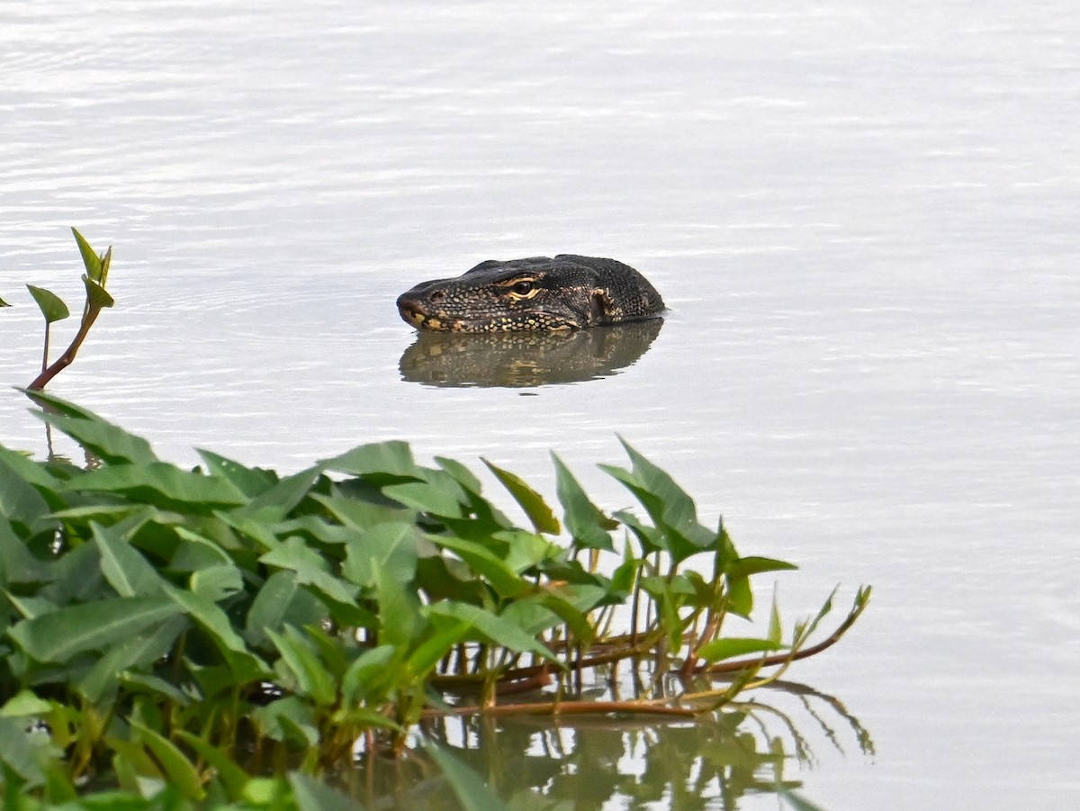 Monitor Lizards - ML645787828