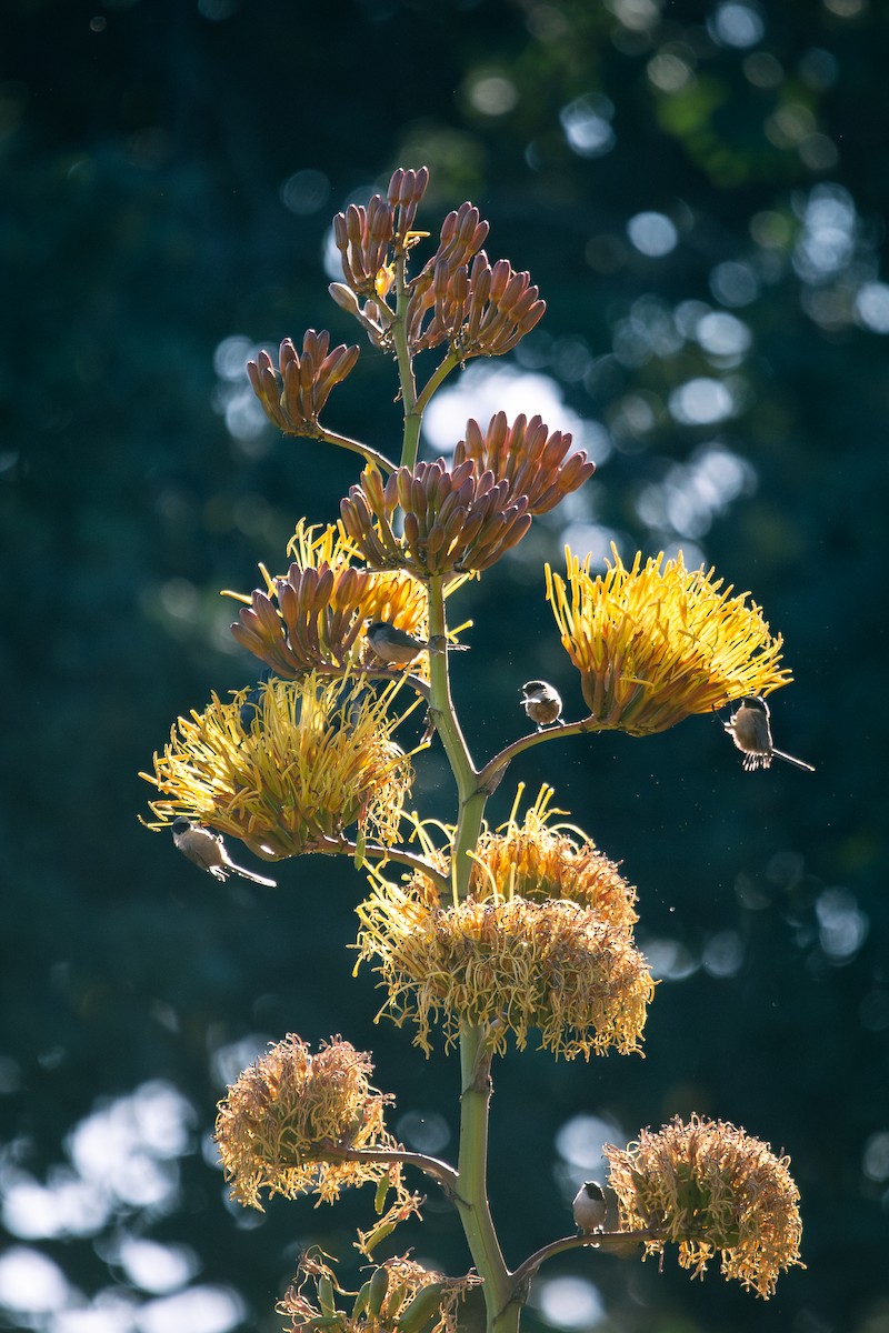 Bushtit (melanotis Group) - ML645787830