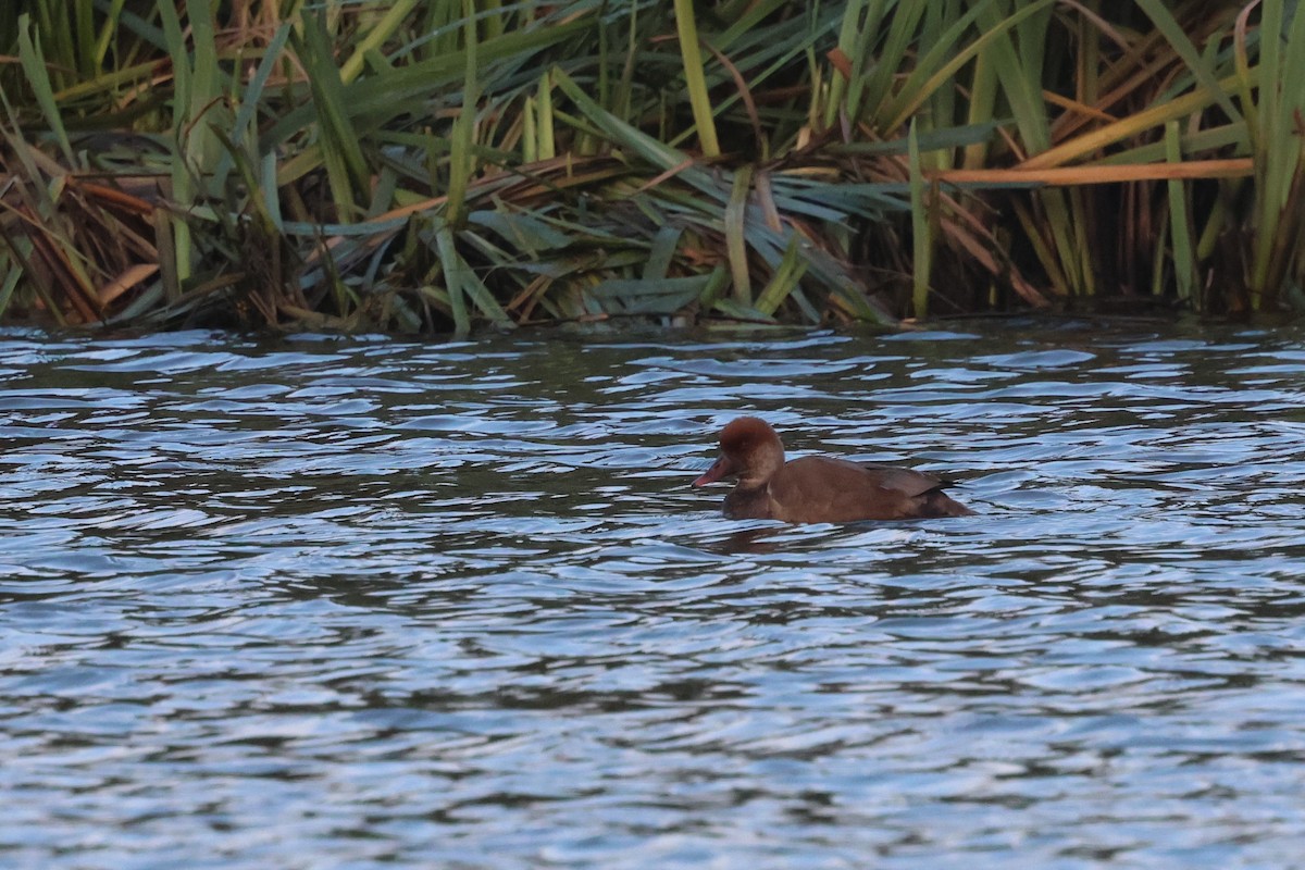 Red-crested Pochard - ML645787838