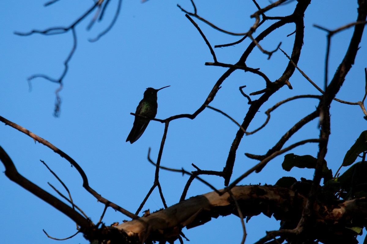 Rivoli's Hummingbird - ML645787839