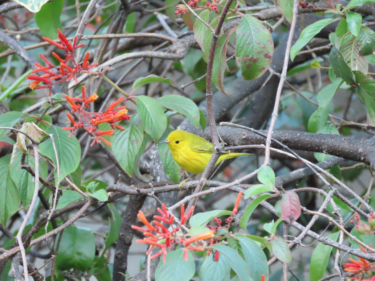 Northern Yellow Warbler - ML645787840