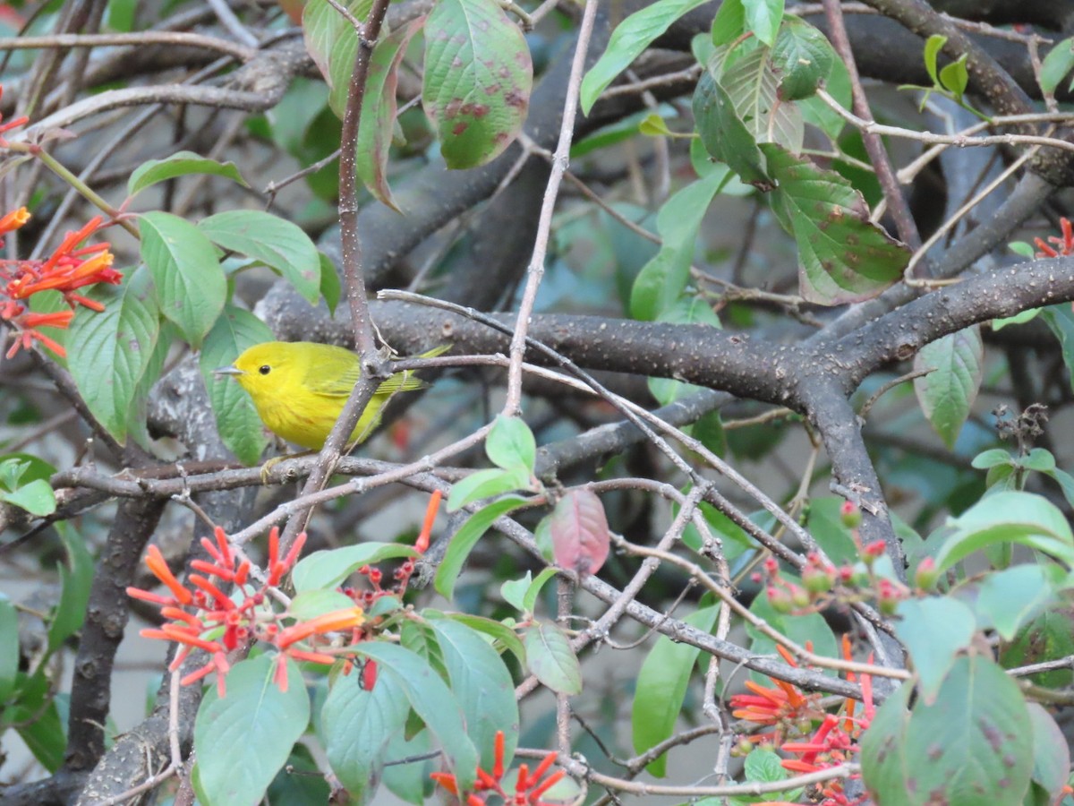 Northern Yellow Warbler - ML645787841