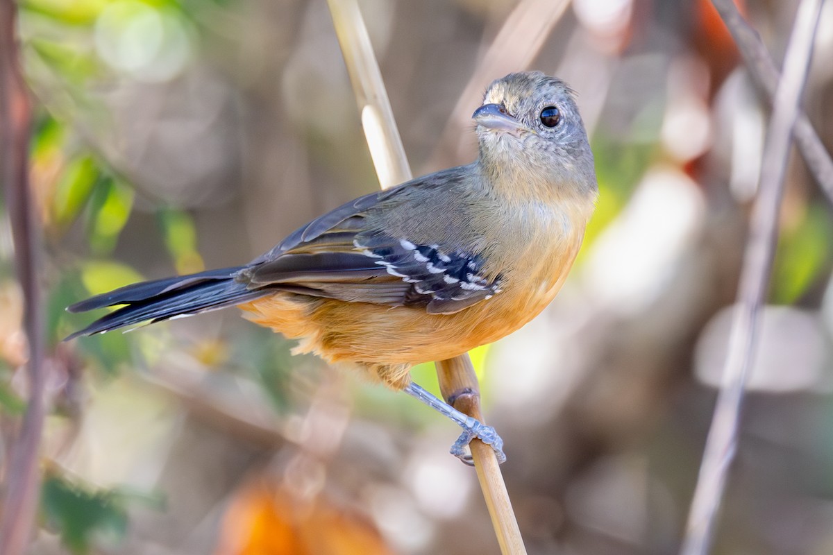 Variable Antshrike - ML645787842