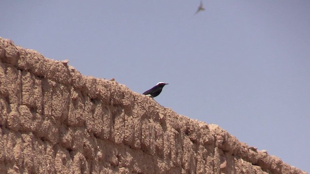 White-crowned Wheatear - ML645787844