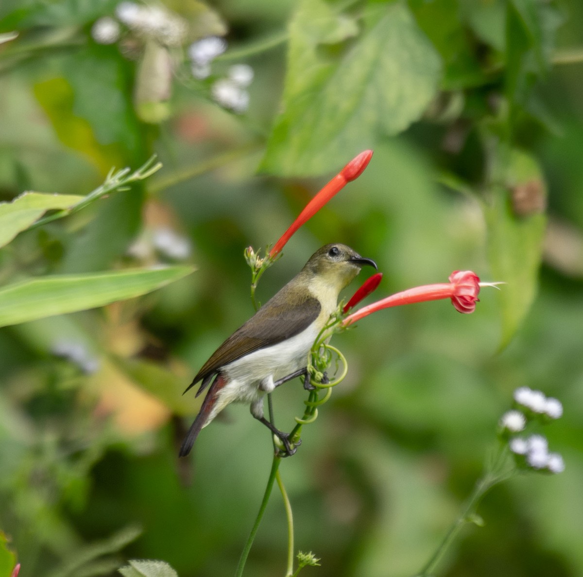 Crimson-backed Sunbird - ML645787847