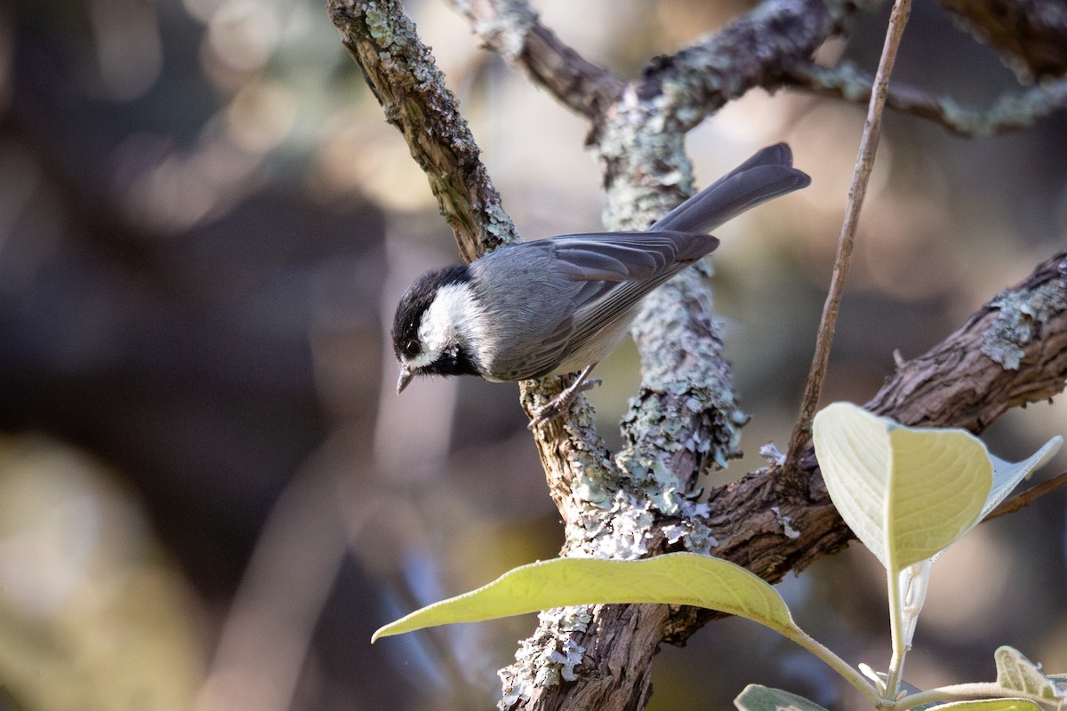 Mexican Chickadee - ML645787849