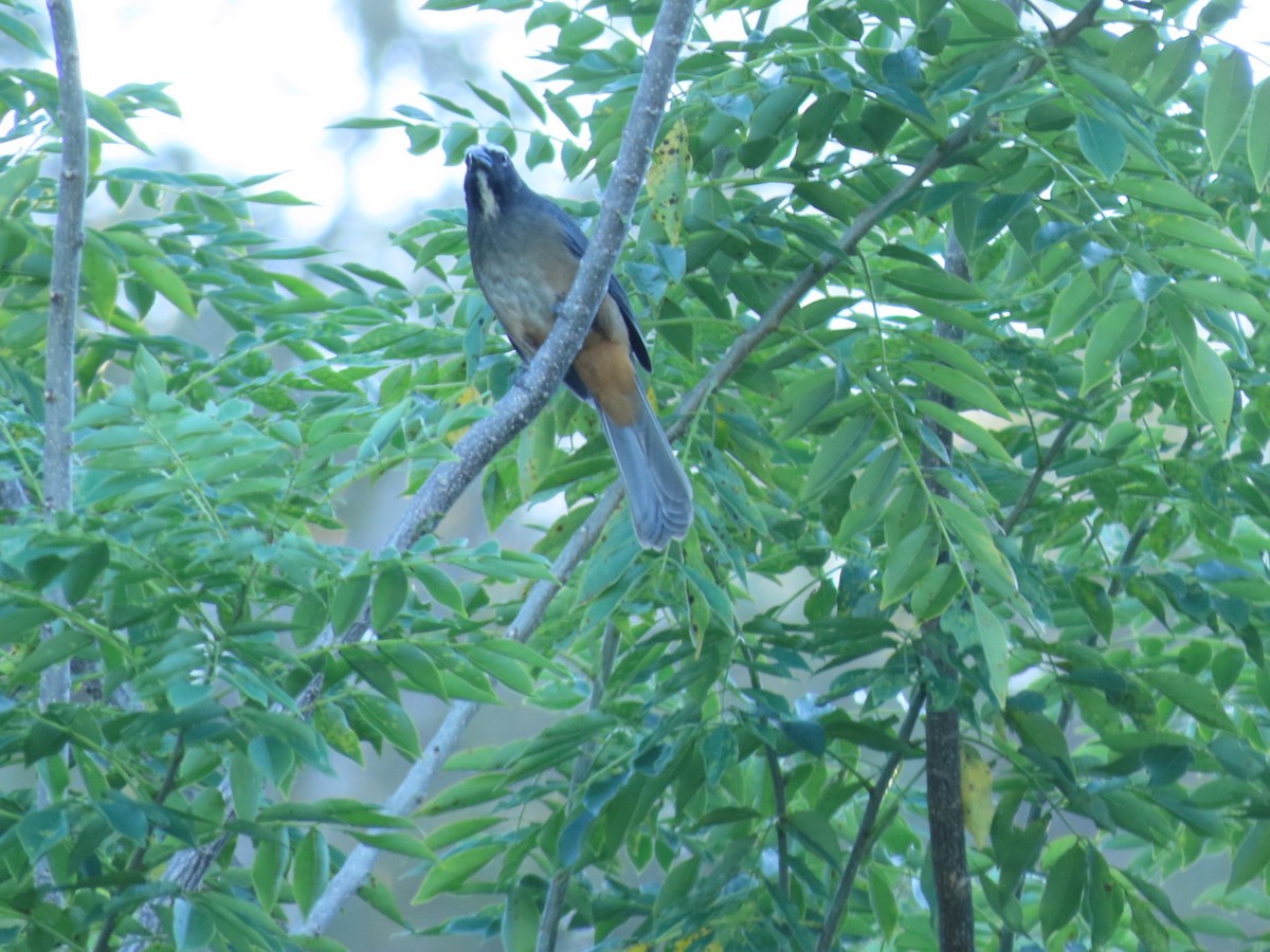 Cinnamon-bellied Saltator - ML645787852