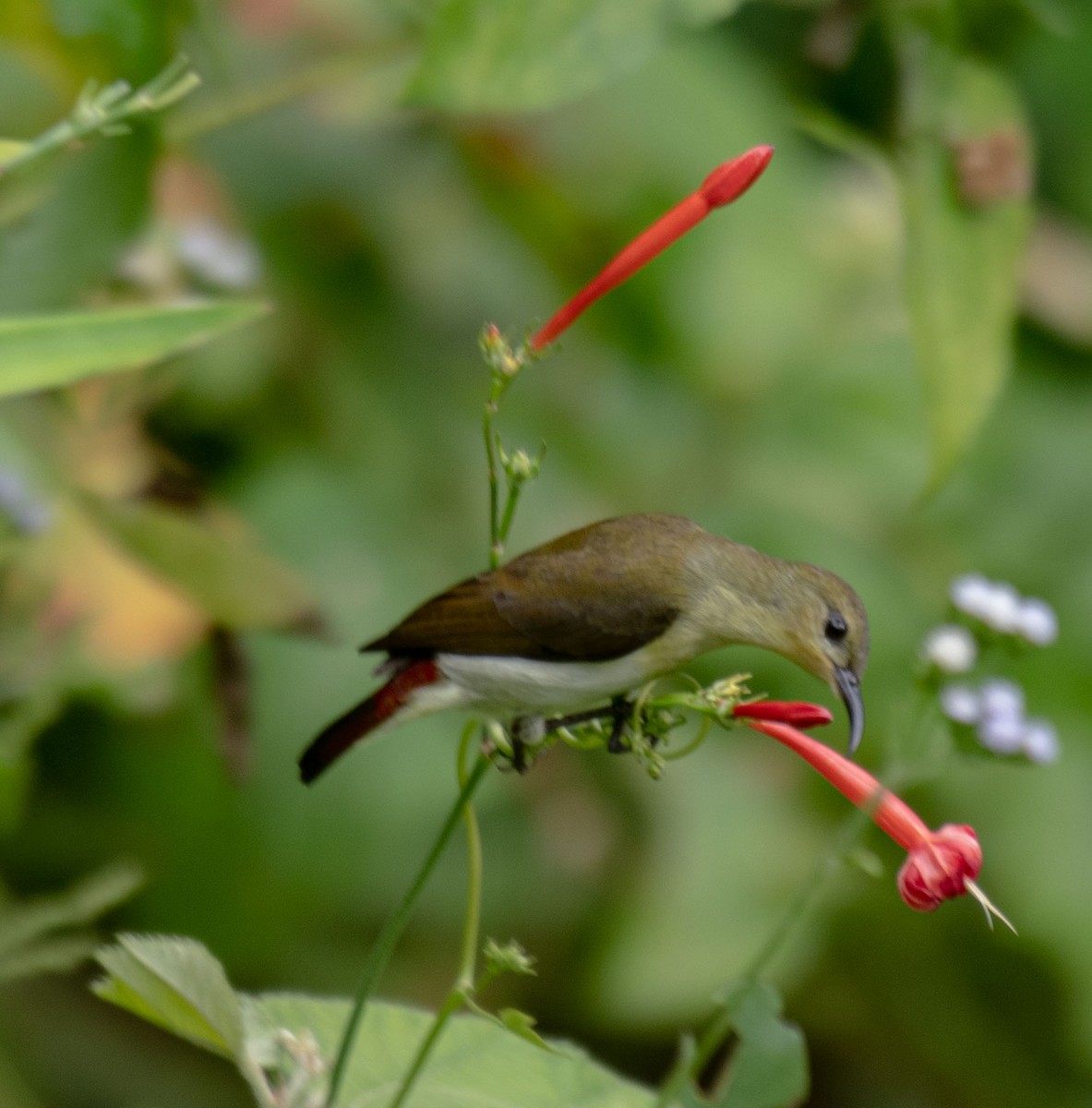 Crimson-backed Sunbird - ML645787867