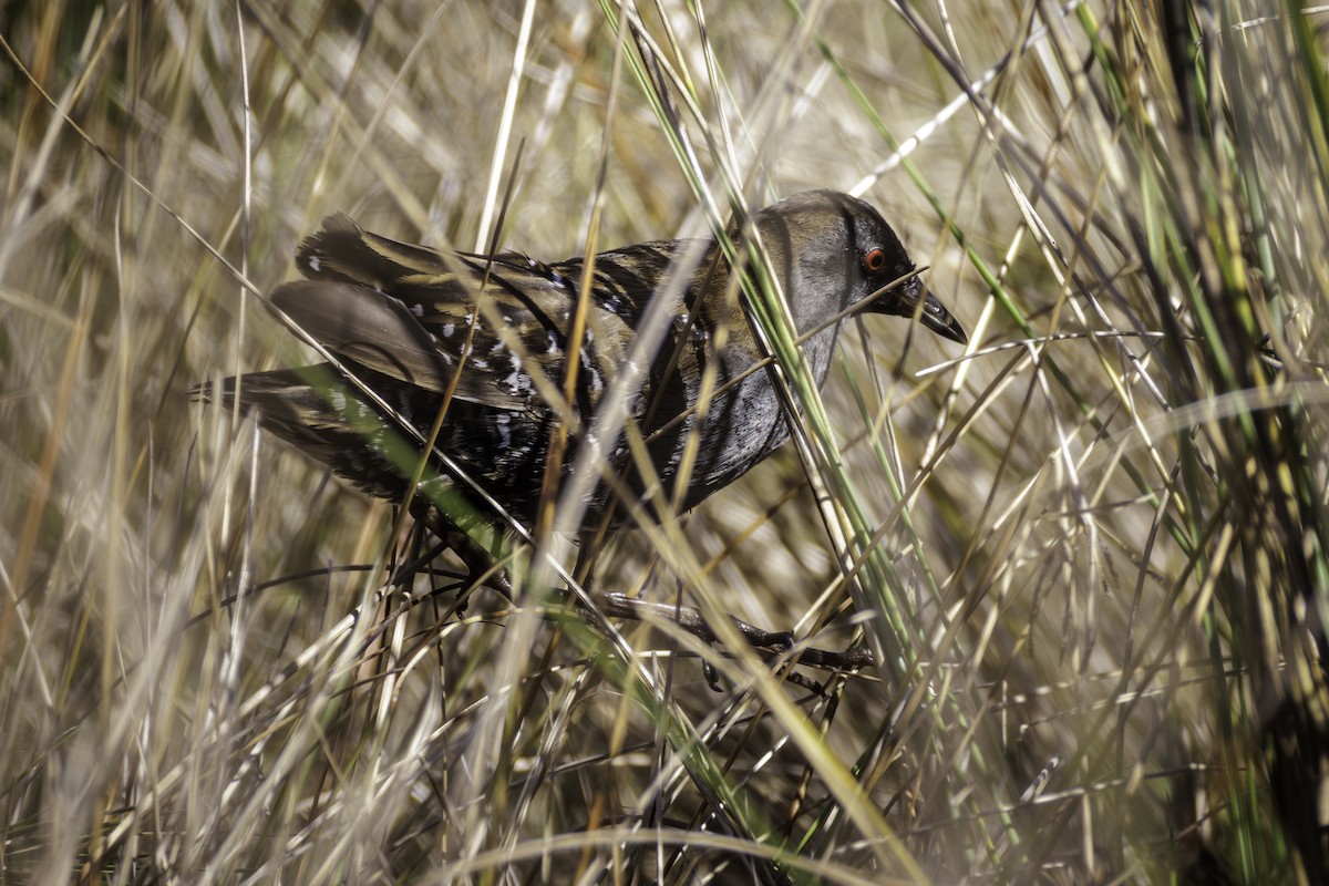 Пятнистый погоныш - ML645787868