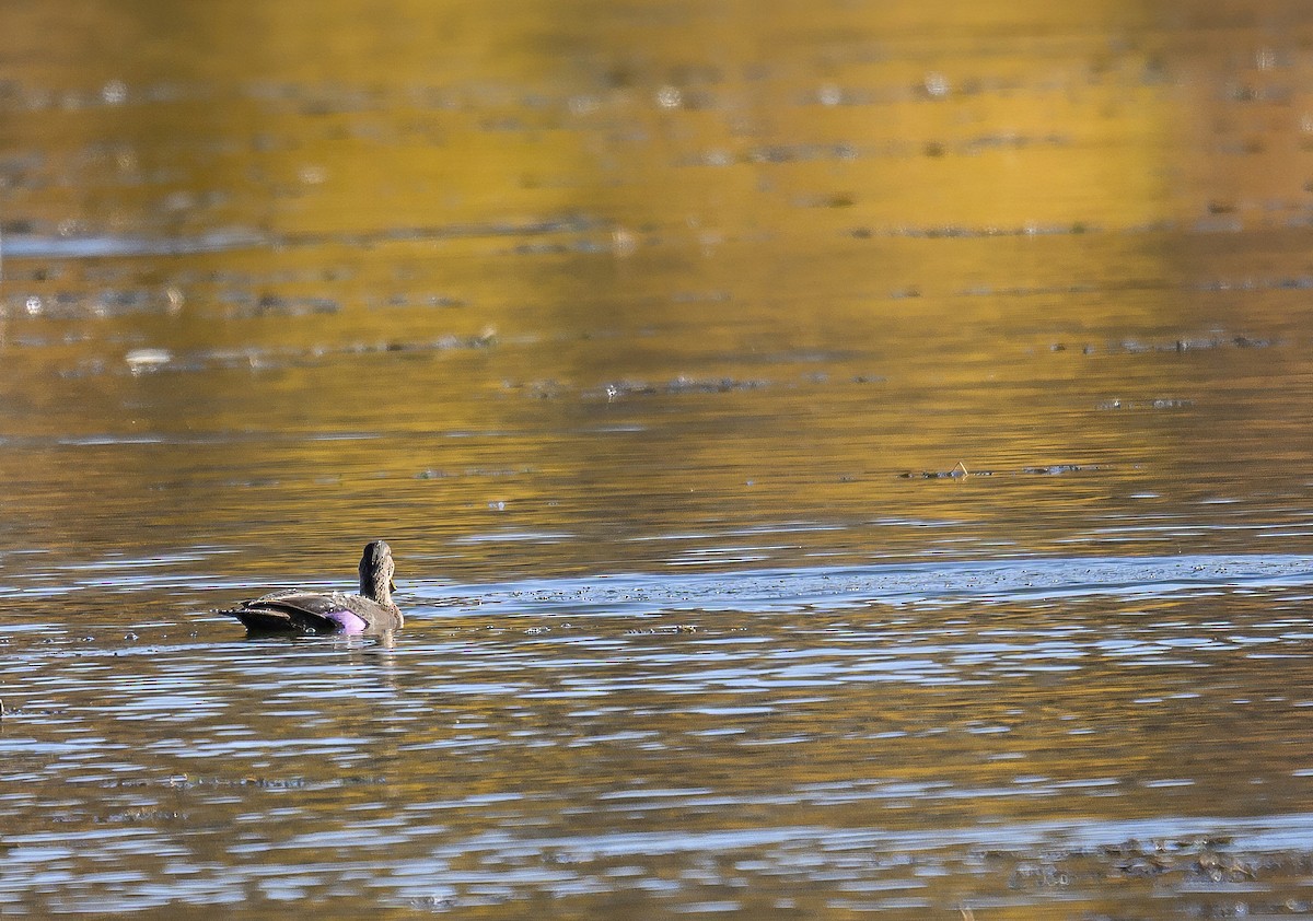 American Black Duck - ML645787869