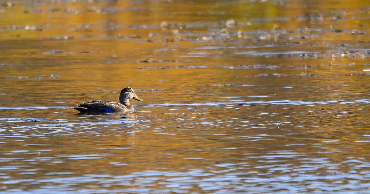American Black Duck - ML645787870