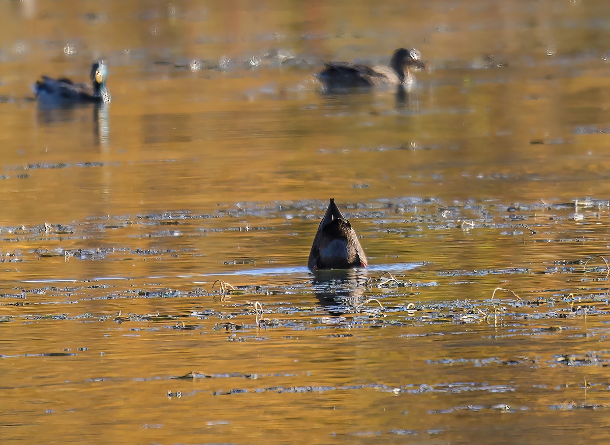 American Black Duck - ML645787871