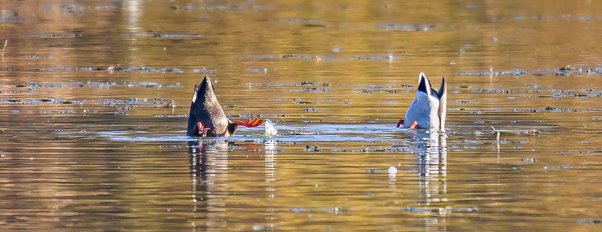 American Black Duck - ML645787872