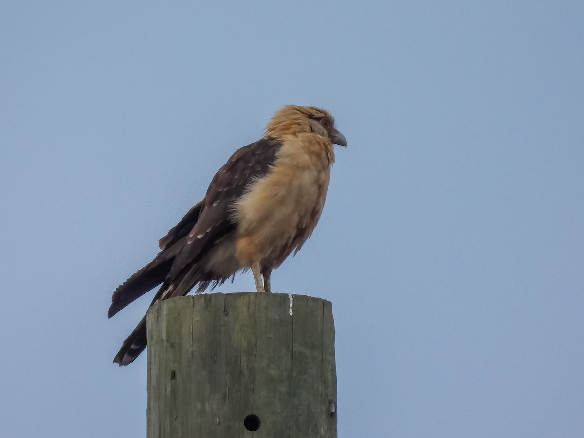 Yellow-headed Caracara - ML645787879