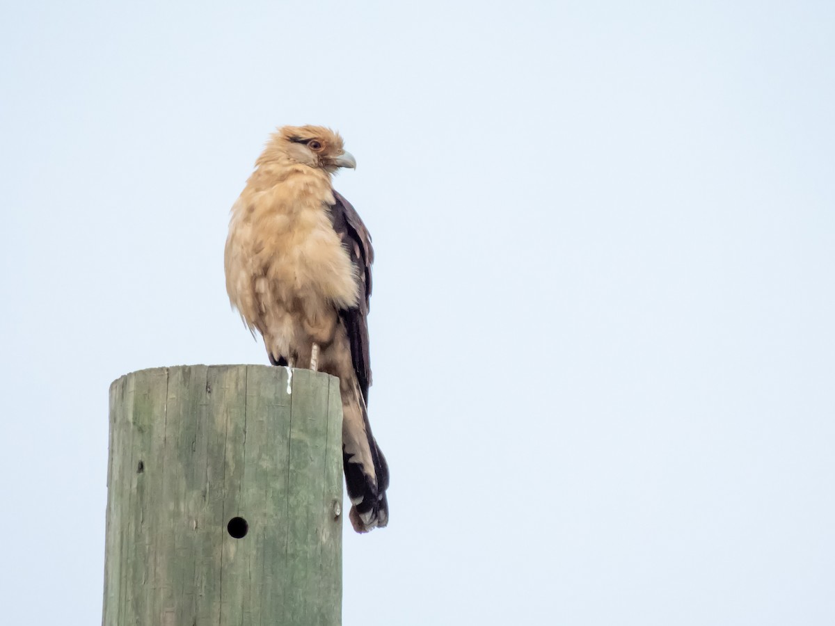 Yellow-headed Caracara - ML645787880