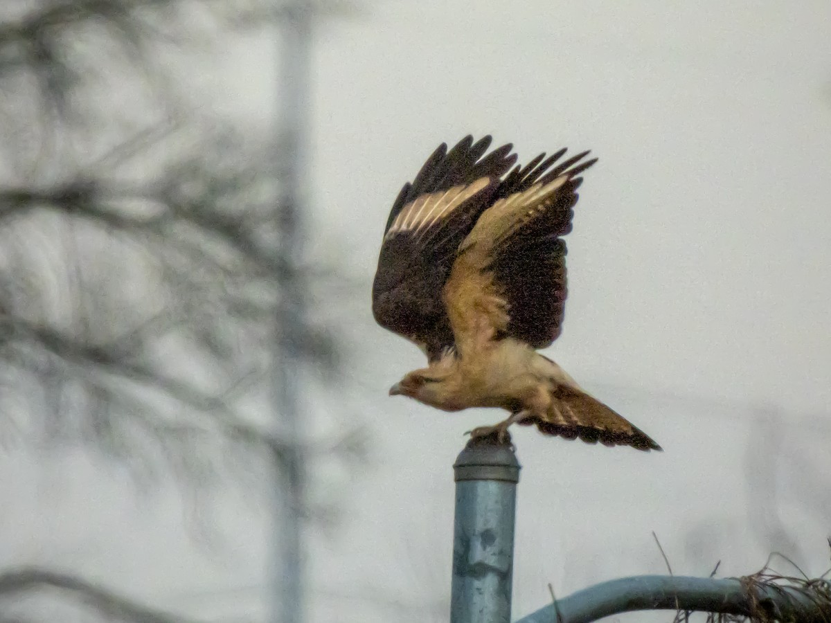 Yellow-headed Caracara - ML645787881