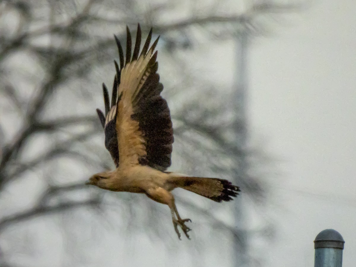 Yellow-headed Caracara - ML645787882