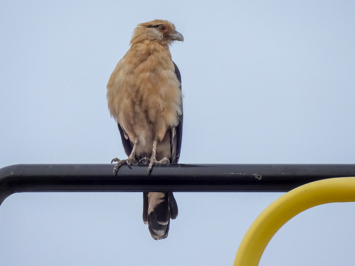 Yellow-headed Caracara - ML645787883