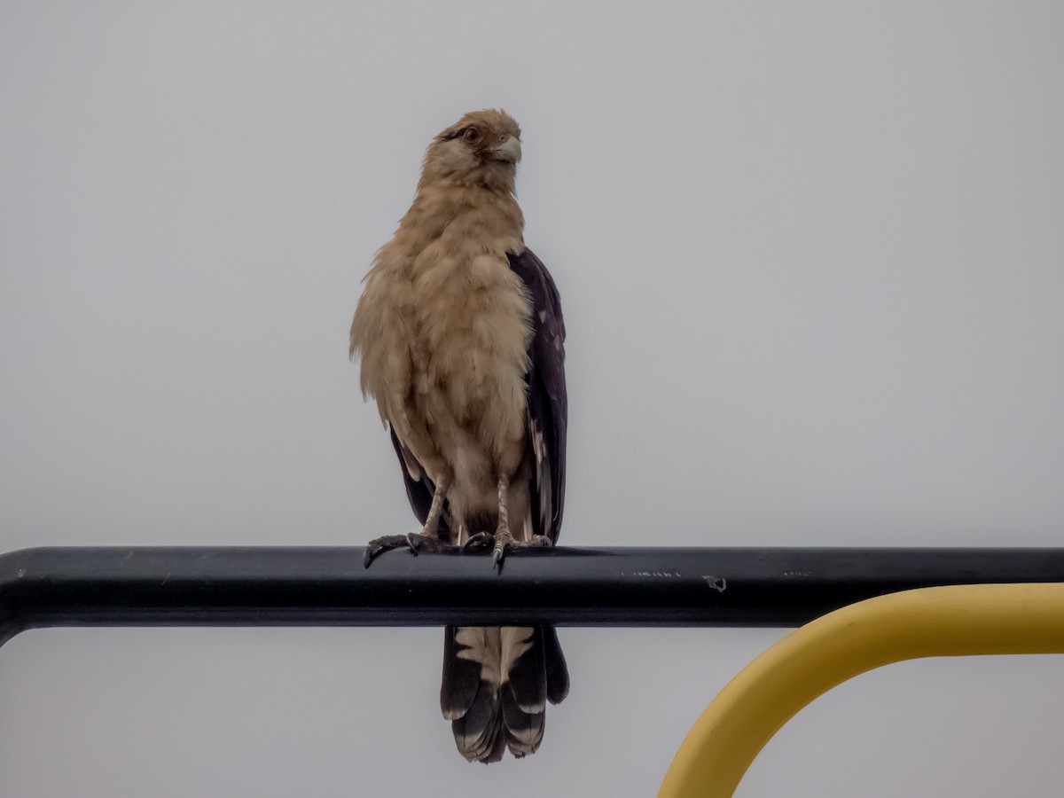 Yellow-headed Caracara - ML645787885