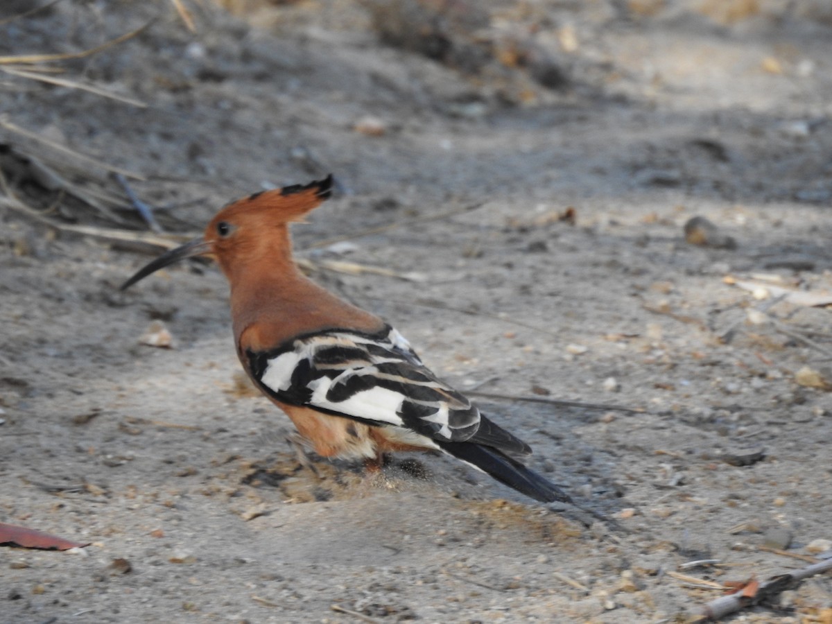Common Hoopoe - ML645787887