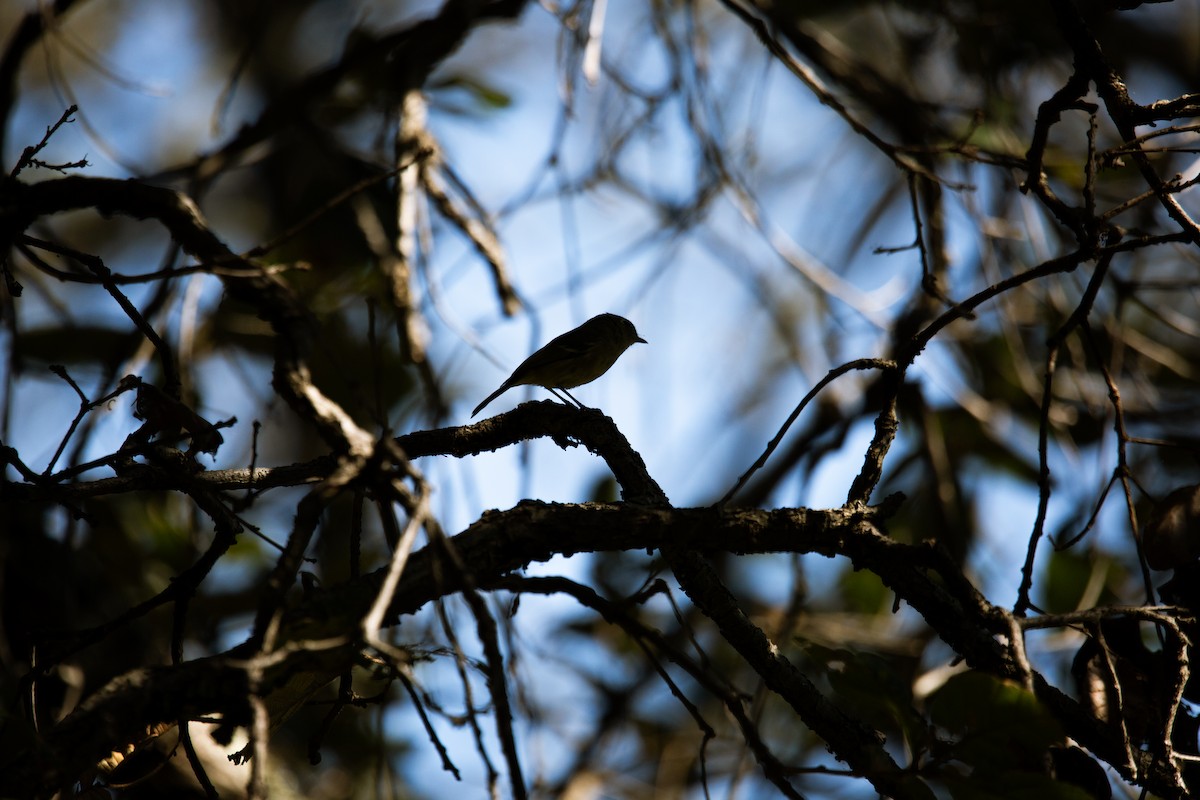 Hutton's Vireo (Interior) - ML645787888
