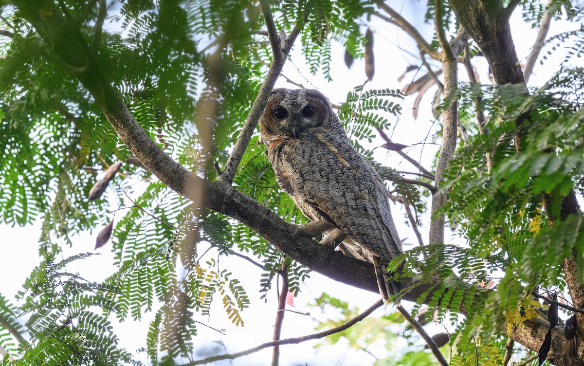 Mottled Wood-Owl - ML645787895