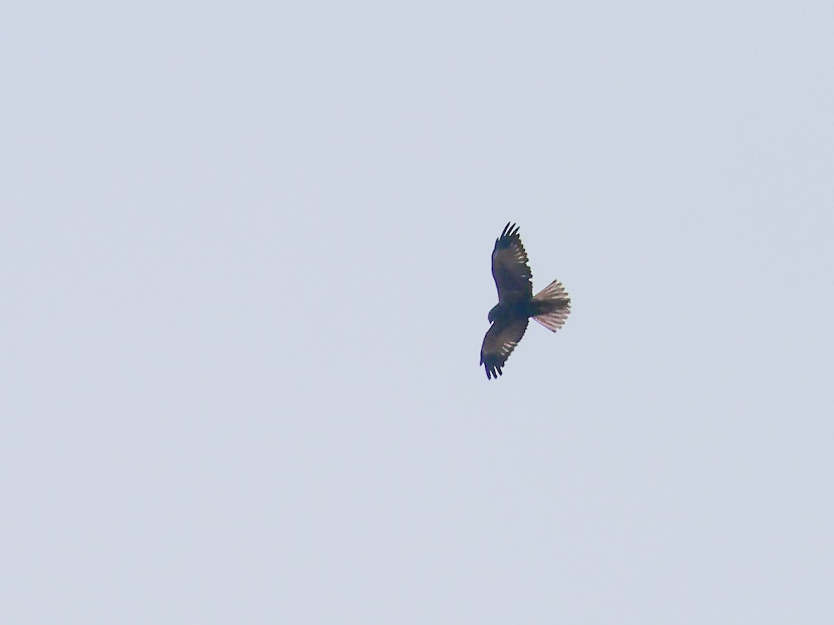 Western Marsh Harrier - ML645787896