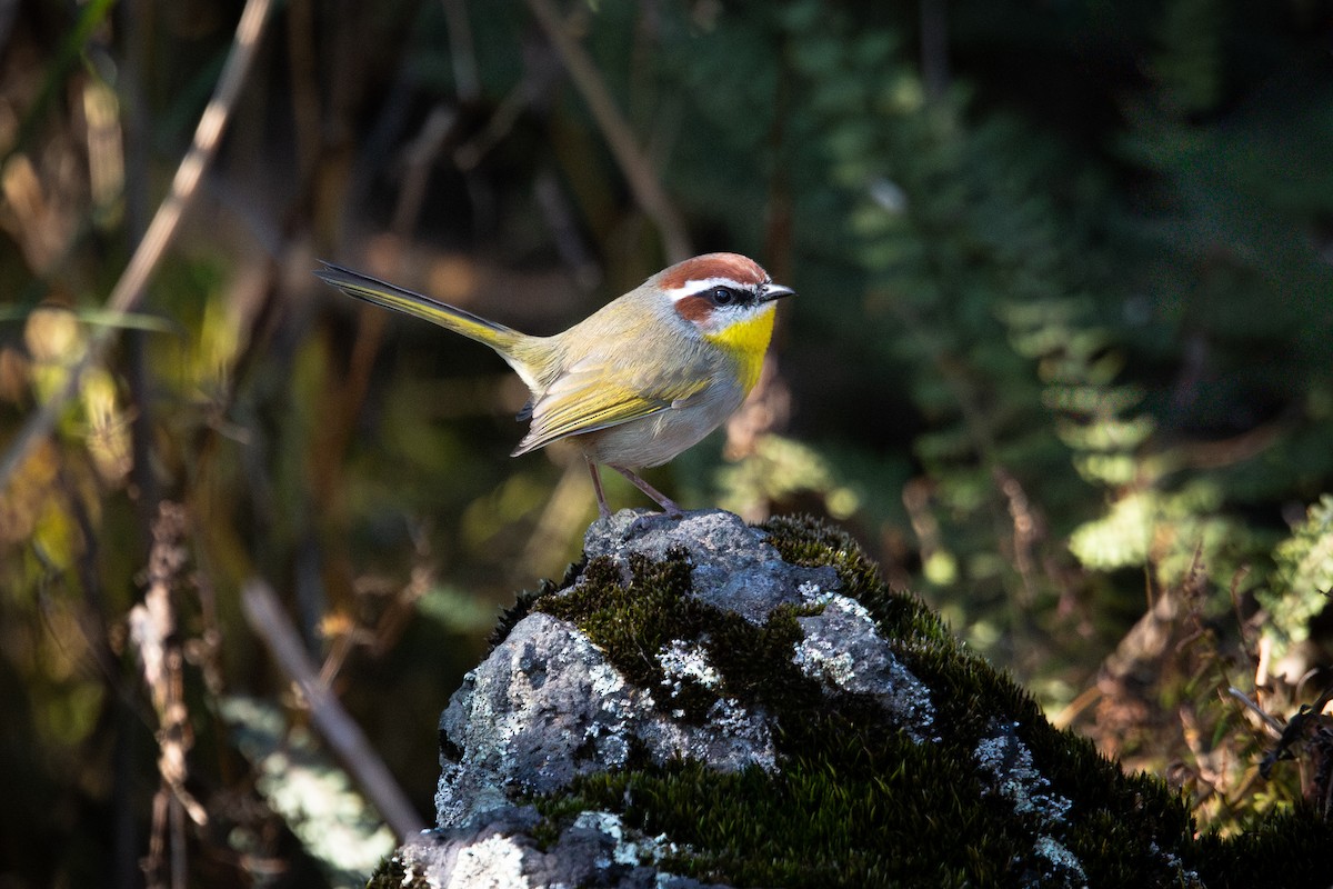 Rufous-capped Warbler (rufifrons Group) - ML645787897