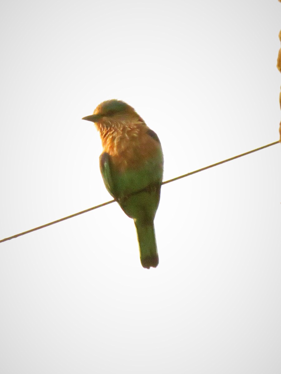 Indian Roller - ML645787907