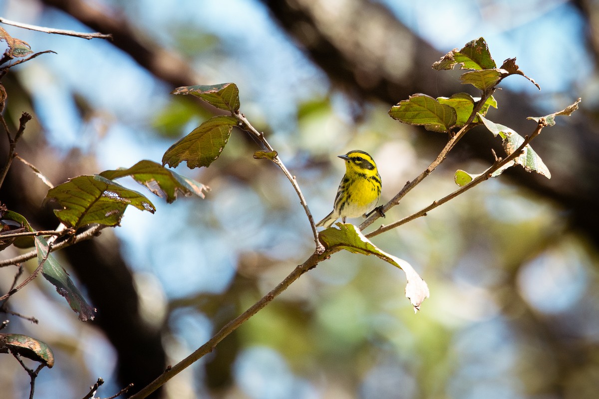 Townsend's Warbler - ML645787911