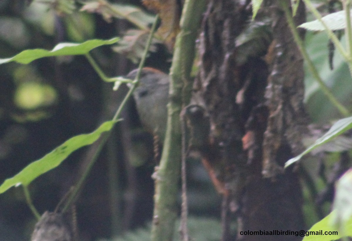 ミヤマオナガカマドドリ - ML645787912