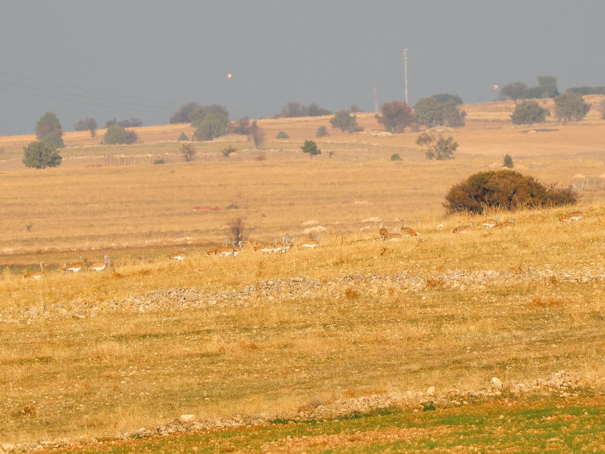 Great Bustard - ML645787916