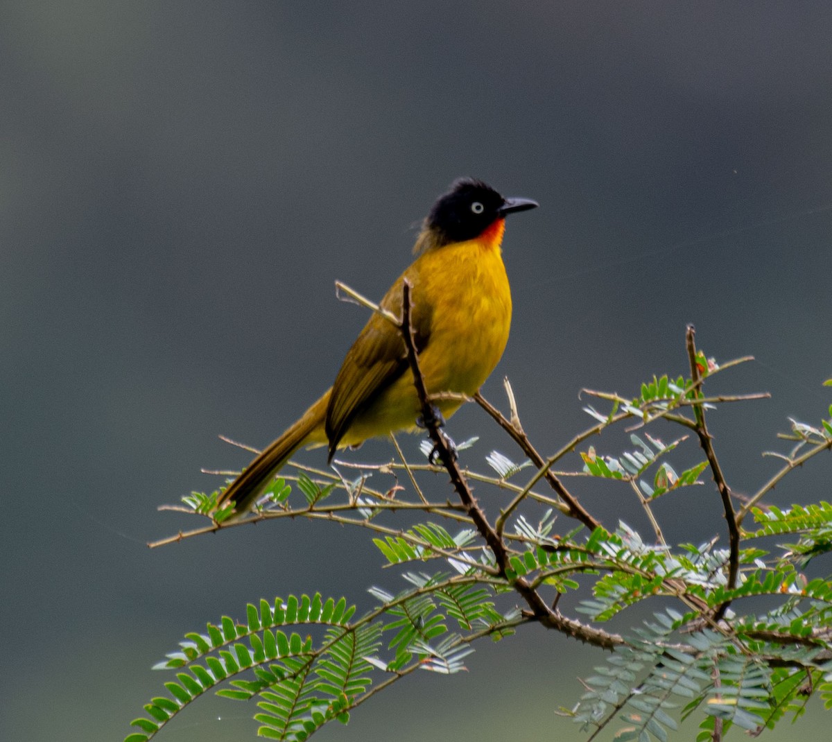 Flame-throated Bulbul - ML645787917